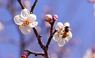 [포토] 봄의 전령사 꽃, 양산에서 즐기는 매화축제