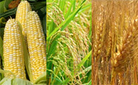 옥수수, 쌀, 밀&hellip;세계인을 먹여 살리는 10대 식량 작물