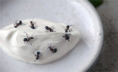 개미가 기어 다니는 요리? 어디서도 본 적 없는 북유럽 이색 요리 스틸 10종