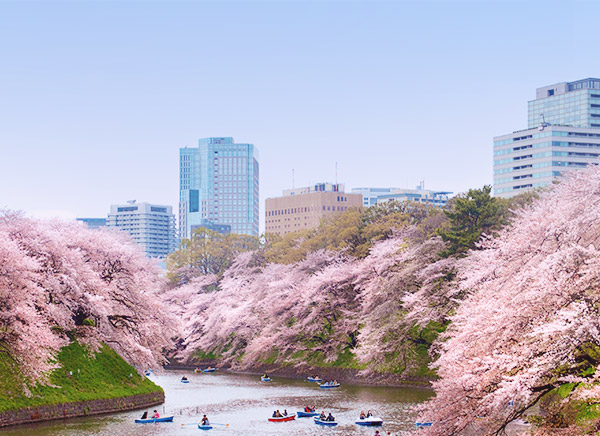 벚꽃 개화 시기별 여행 가기 좋은 일본의 도시 TOP6