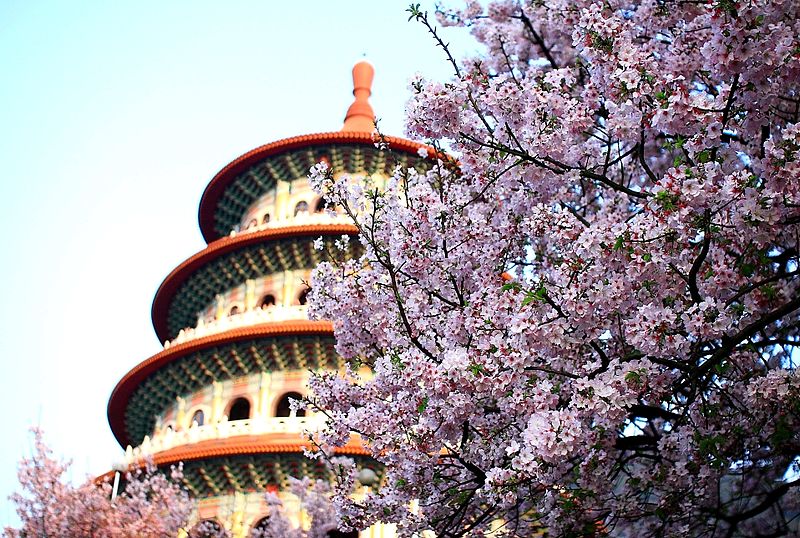 올봄 가장 인기 있는 벚꽃 여행지와 최적의 여행 시기