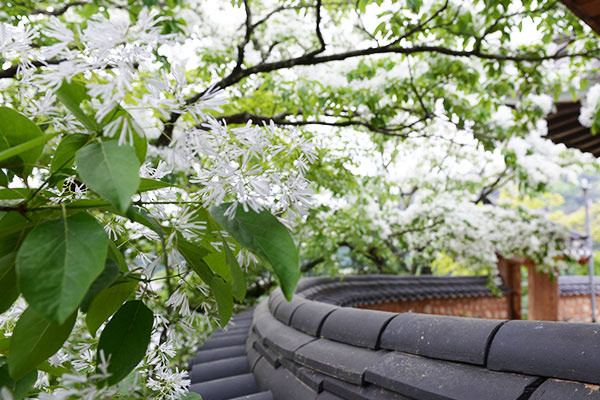 수면에 비친 하얀 봄, 밀양 '위양못 이팝나무'