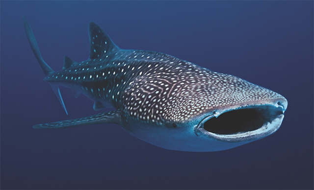 6월 해양생물, 지구에서 가장 큰 어류 '고래상어'