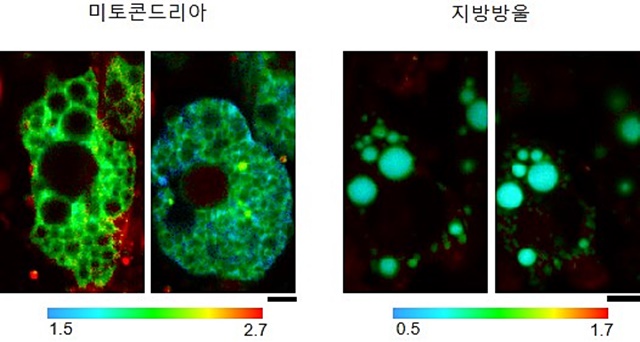 세포 속 갈색 지방의 세포 소기관별 온도 변화를 촬영한 이미지 / 포항공대