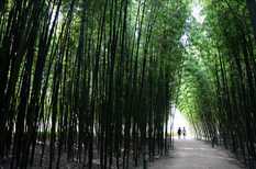 울산 태화강의 거대한 대나무 군락 '십리대밭'