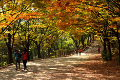 가을 단풍여행, 멀리 갈 필요 있나 인천 계양산 어때