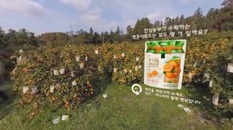 [360도 VR영상 광고] 농부 부부가 수확한 '감귤 퐁당 젤리'의 개수는?