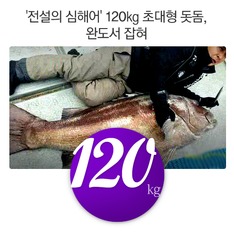 '전설의 심해어' 120kg 초대형 돗돔, 완도서 잡혀