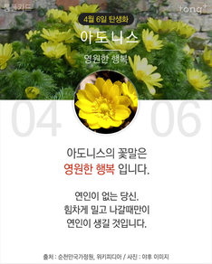 4월 6일 탄생화 '아도니스'