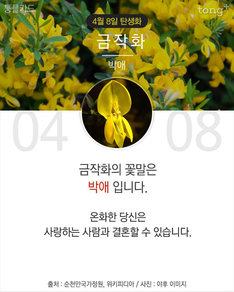4월 8일 탄생화 '금작화'
