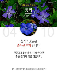 4월 10일 탄생화 '빙카'