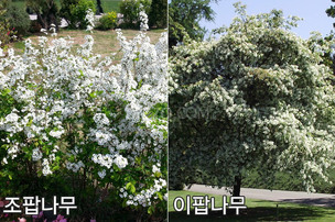 헷갈리지 마세요! '조팝나무', '이팝나무' 차이점