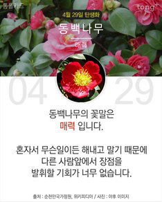 4월 29일 탄생화 '동백나무'