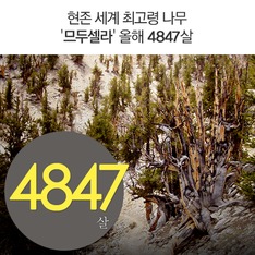 현존 세계 최고령 나무 '므두셀라' 올해 4847살