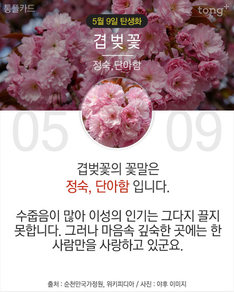 5월 9일 탄생화 '겹벚꽃'