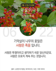 6월 22일 탄생화 '기막살이 나무'