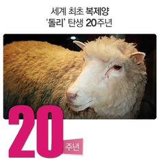 세계 최초 복제양 '돌리' 탄생 20주년