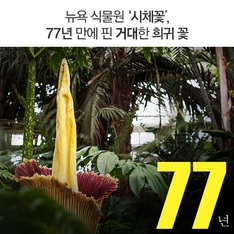 뉴욕 식물원 '시체꽃', 77년 만에 핀 거대한 희귀 꽃