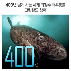 400년 넘게 사는 세계 최장수 척추동물 '그린란드 상어'