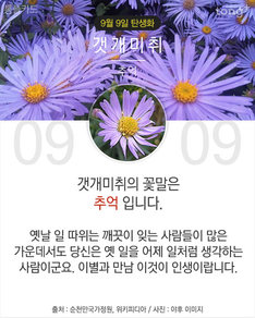9월 9일 탄생화 '갯개미취'