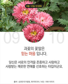 9월 10일 탄생화 '과꽃'