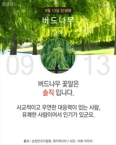 9월 13일 탄생화 '버드나무'