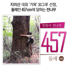 지리산 대표 '거목' 30그루 선정, 둘레만 457cm에 달하는 전나무