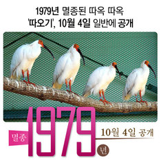 1979년 멸종된 따옥 따옥 '따오기', 10월 4일 일반 공개