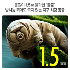 몸길이 1.5㎜ 불과한 '물곰', 방사능 쬐어도 죽지 않는 지구 최강 동물