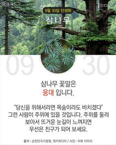 9월 30일 탄생화 '삼나무'