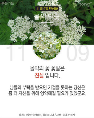 11월 9일 탄생화 '몰약의 꽃'
