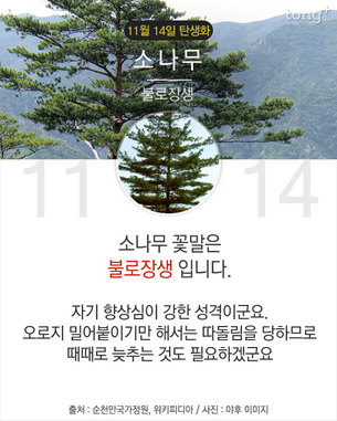 11월 14일 탄생화 '소나무'