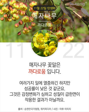 11월 22일 탄생화 '매자나무'