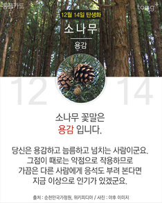 12월 14일 탄생화 '소나무'