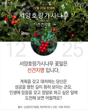 12월 25일 탄생화 '서양호랑가시나무'