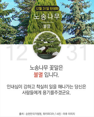 12월 31일 탄생화 '노송나무'