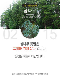 2월 15일 탄생화 '삼나무'