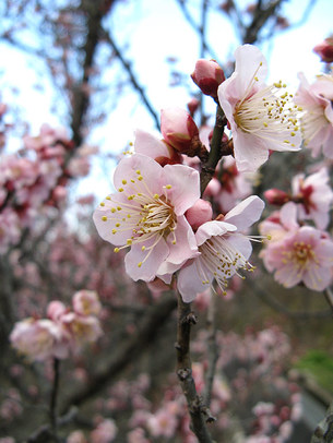 봄이 오는 소리&hellip; 싱그러운 꽃내음의 '봄꽃'은?