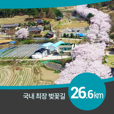 26.6km 국내 최장 벚꽃길, 대전 동구 회인선