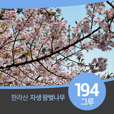한라산은 왕벚나무 자생지, 194그루 자생하고 있다