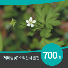 '세바람꽃' 소백산서 발견, 해발 700m 이상 한라산서만 사는 희귀종