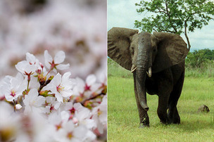 벚꽃과 코끼리 똥의 속도 차이 '초속 1cm'