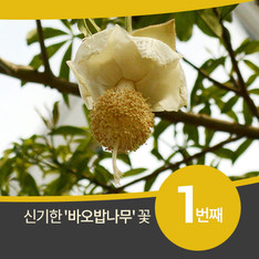 소설 '어린왕자'의 바오밥나무 국내 1번째로 꽃 피워