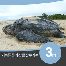 최대 몸 길이 3m 세계 거북류 중 가장 큰 '장수거북'