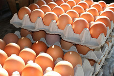 [뉴스브리핑] 스페이스엑스 11번째 발사, 국내 살충제 계란, 분수 수질 미달, 3~5년차 경력직 선호 등