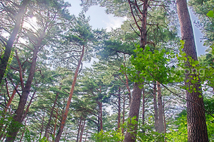 숲 경관과 생태적 가치가 우수한 '산림청 선정 명품숲'