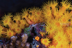바닷속에 핀 황금빛 산호&hellip;청정해역에서 사는 '금빛나팔돌산호'