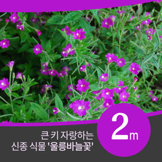 멸종위기 세계적 신종 '울릉바늘꽃' 발견, 2m 큰 키와 자줏빛 꽃이 특징