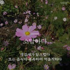 [아름다운 우리말] 올해도 코스모스가 소담하게 폈습니다