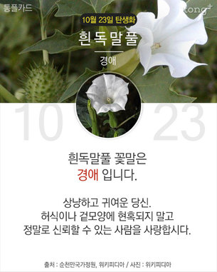 10월 23일 탄생화 '흰독말풀'